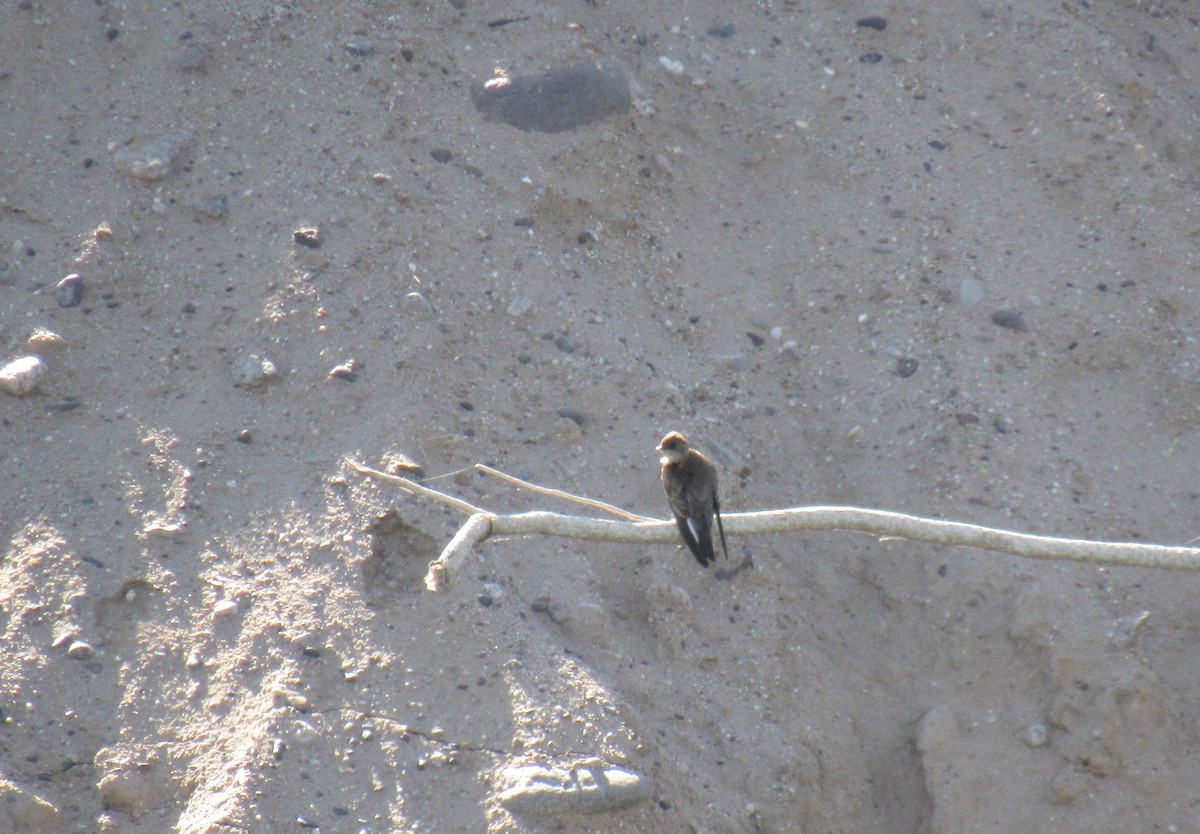 Northern Rough-winged Swallow - ML150892851