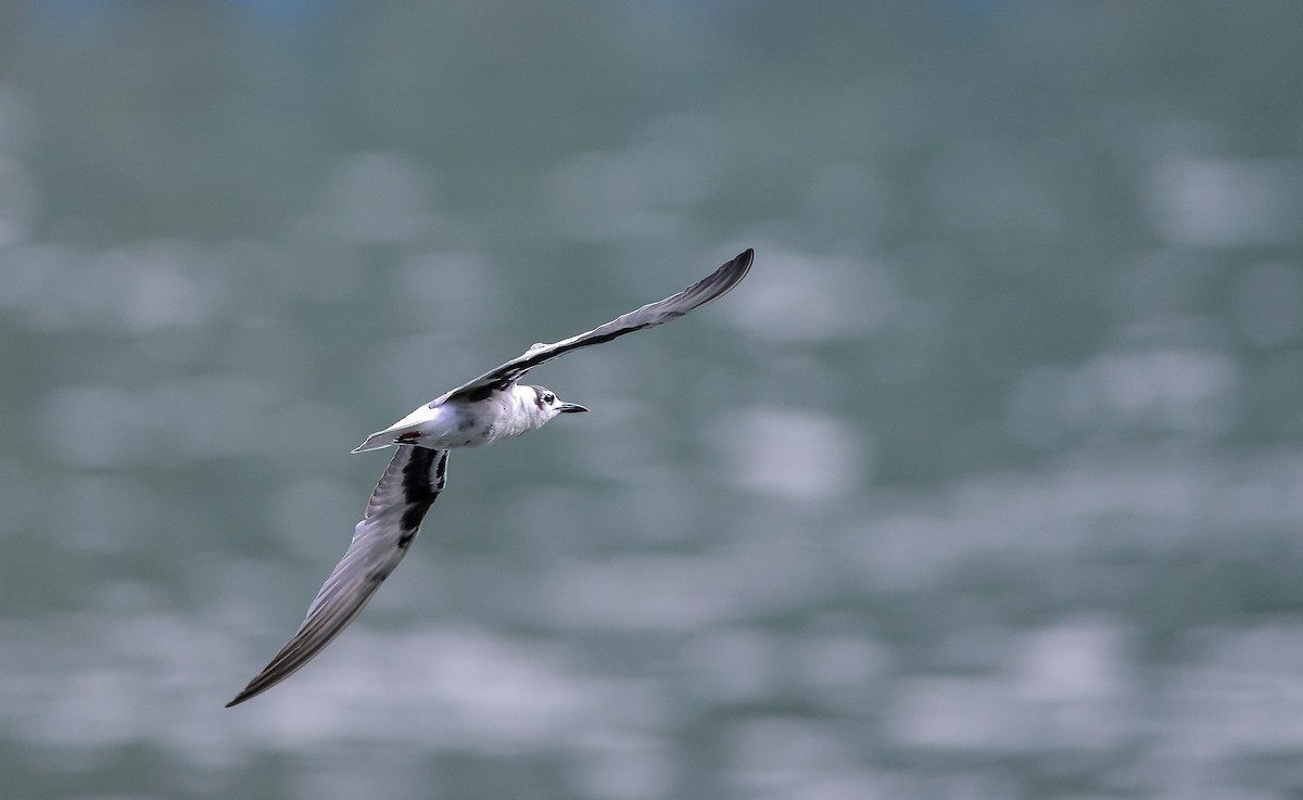 White-winged Tern - Benny Nylson