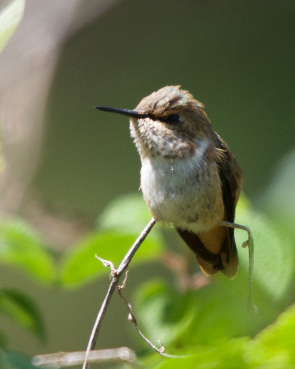 Scintillant Hummingbird - Larry Waddell