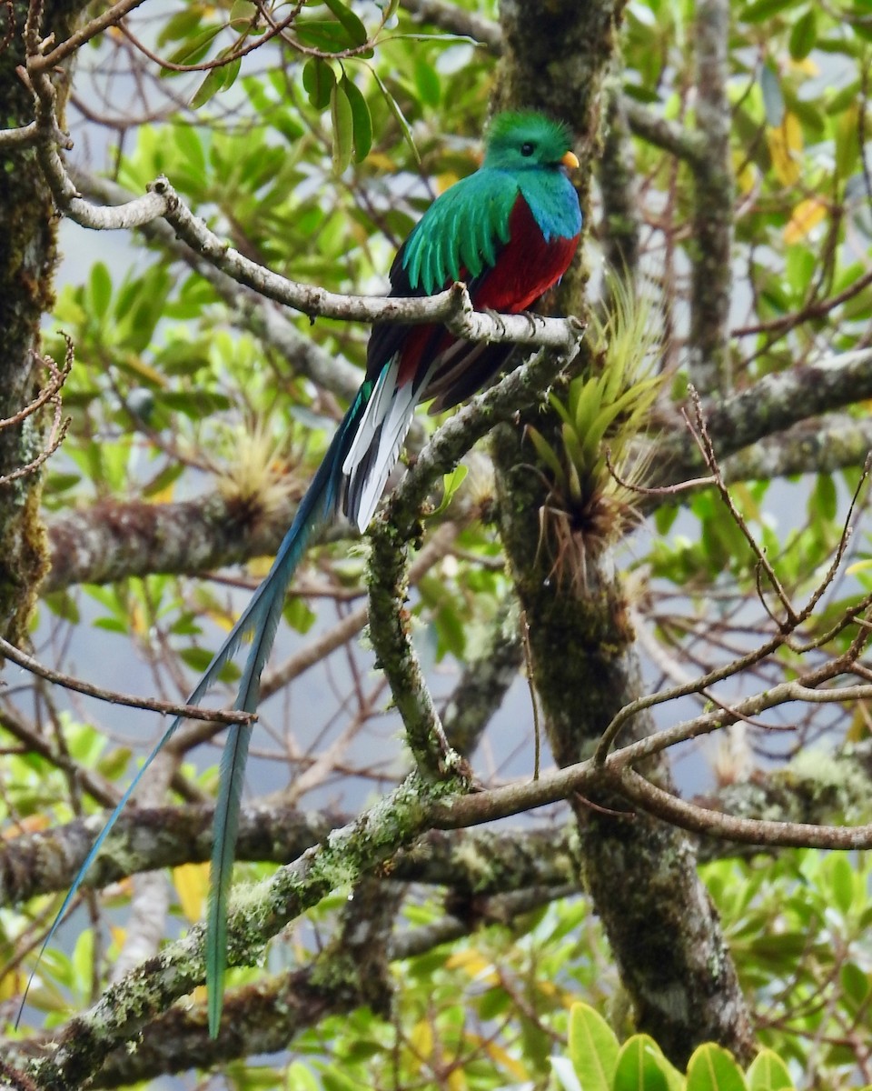 Quetzal Guatemalteco - ML150893751
