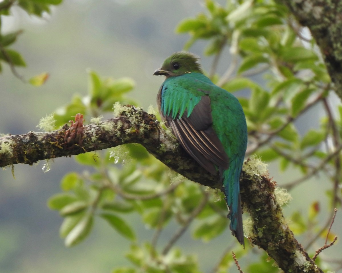 Quetzal Guatemalteco - ML150893811