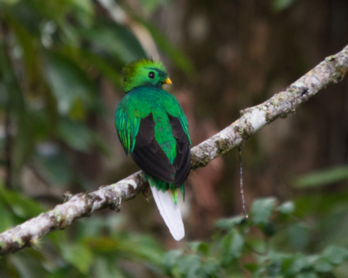 Quetzal Guatemalteco - ML150893851