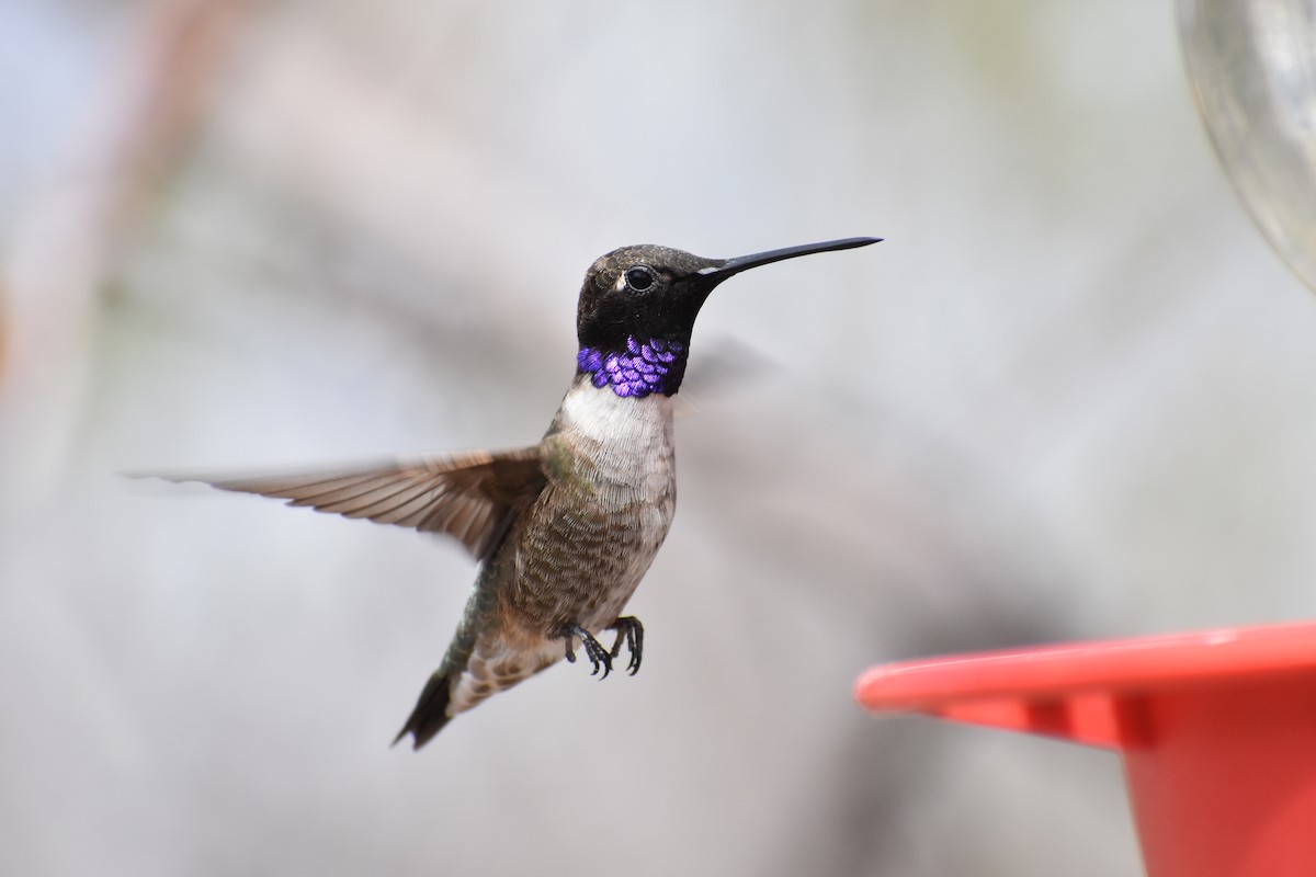 Black-chinned Hummingbird - Jack Parlapiano