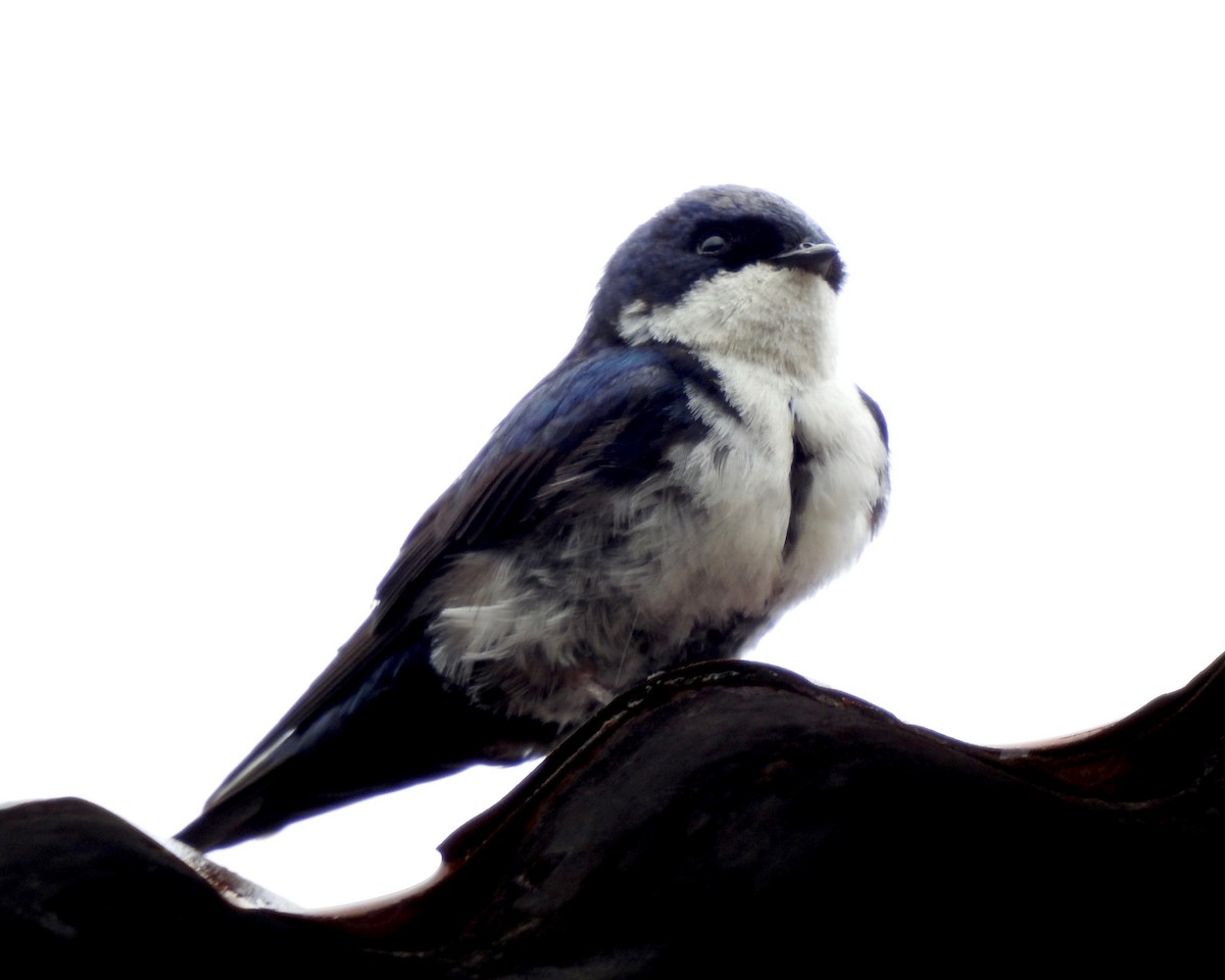 Blue-and-white Swallow - Larry Waddell