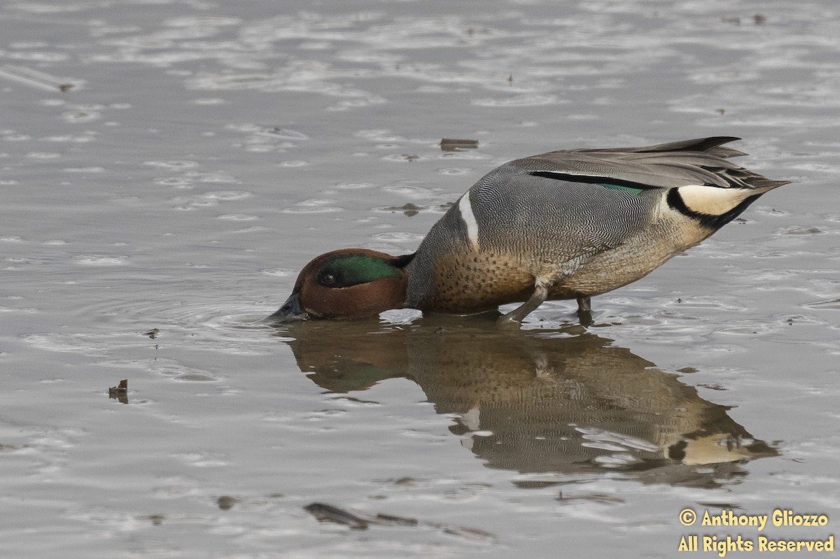Green-winged Teal - ML150894411