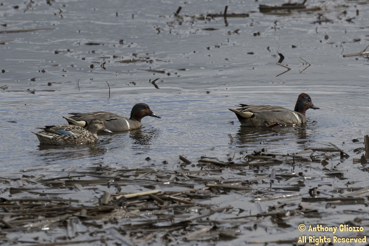 Green-winged Teal - ML150894421