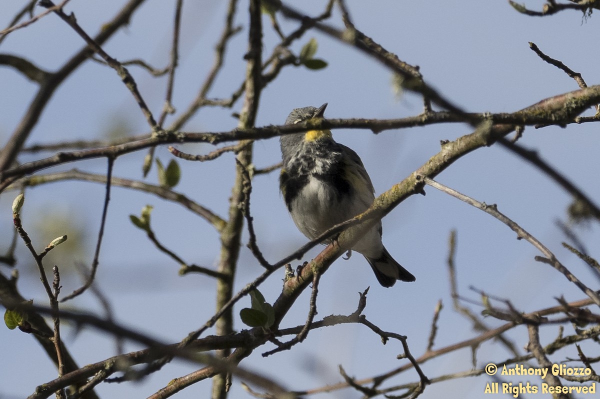 Yellow-rumped Warbler (Audubon's) - ML150894441