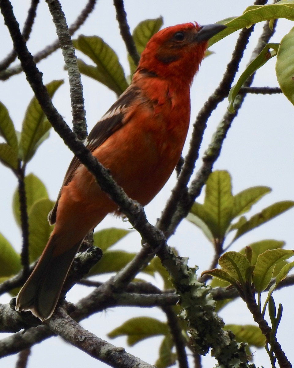 Flame-colored Tanager - ML150894471