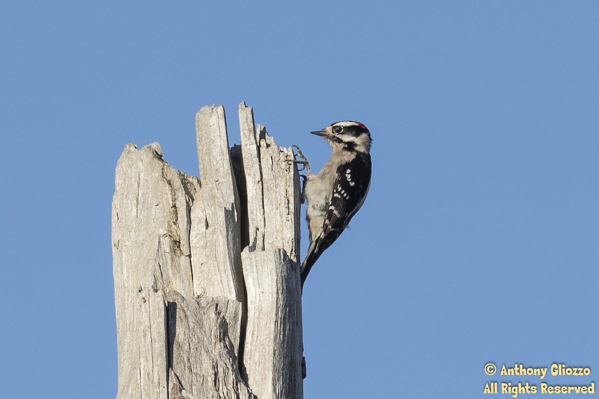 Downy Woodpecker (Pacific) - Anthony Gliozzo