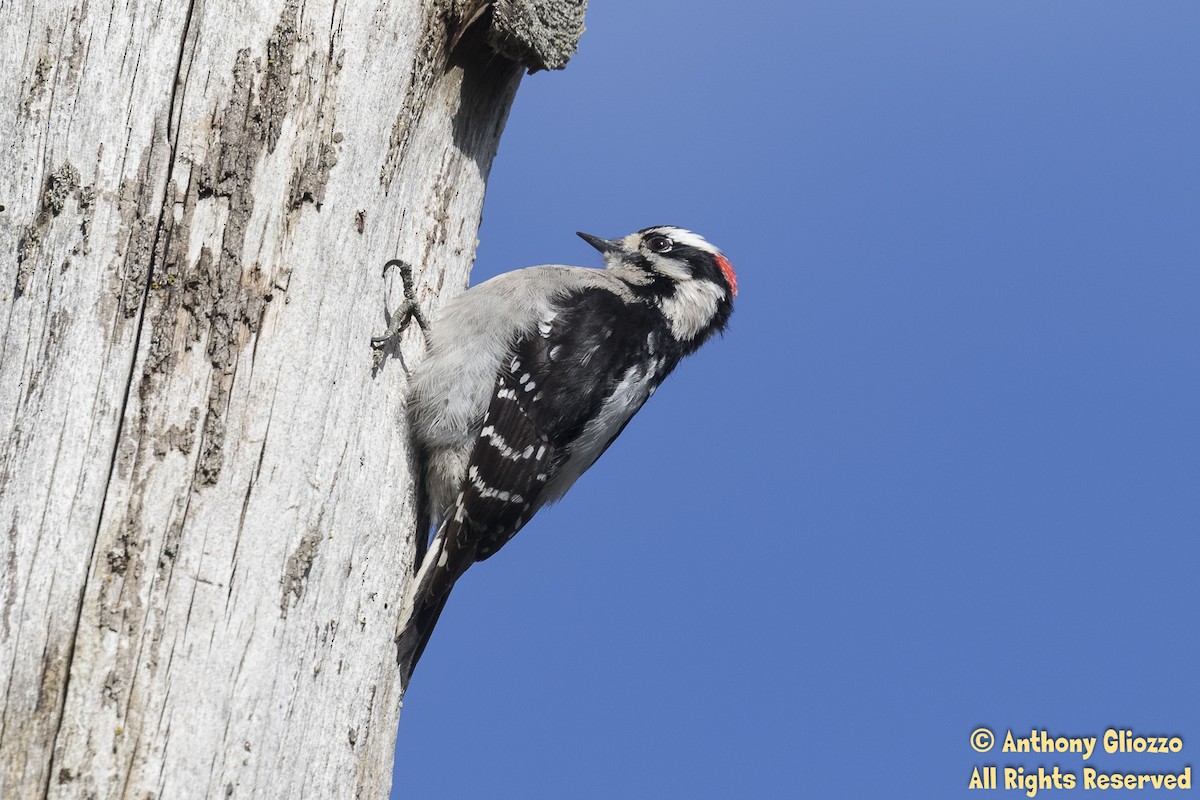 Downy Woodpecker (Pacific) - ML150894641