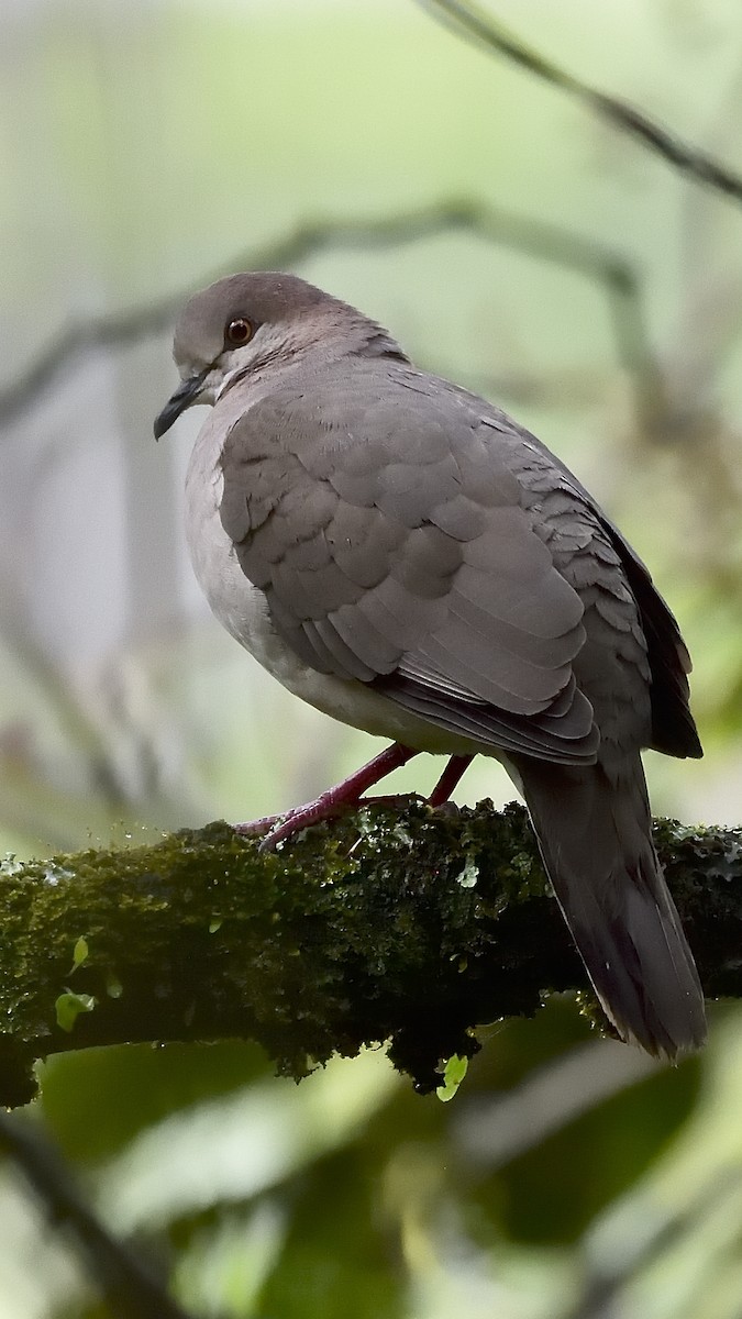White-tipped Dove - Germán  Correa Jaramillo