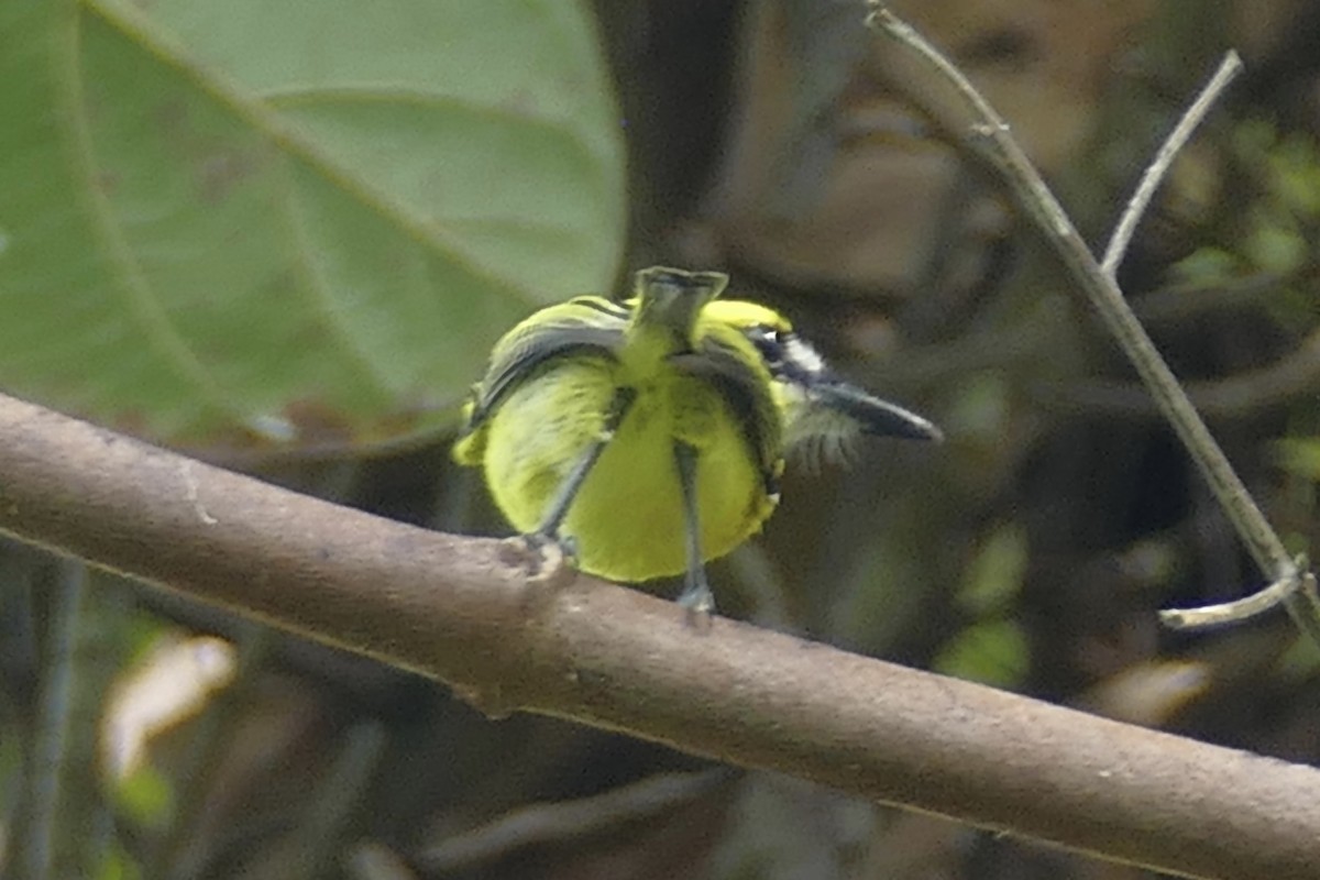 Yellow-browed Tody-Flycatcher - Peter Kaestner