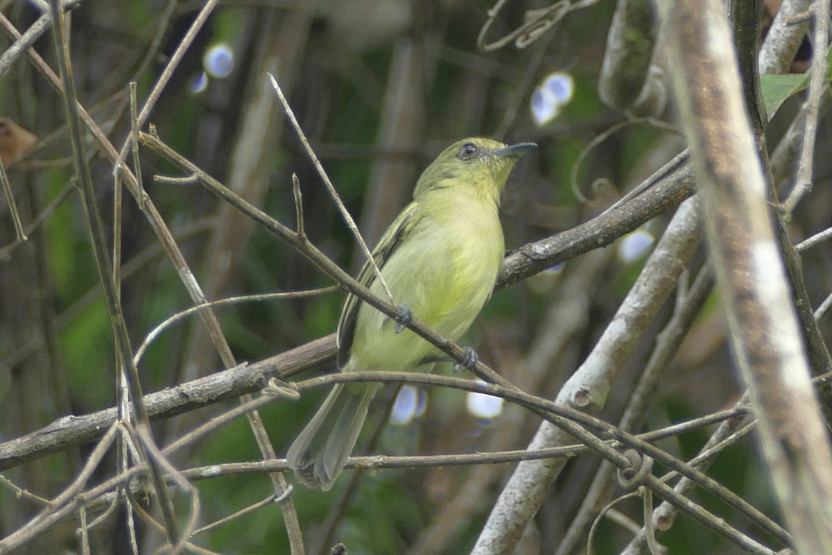 Olive-faced Flatbill - ML150895761