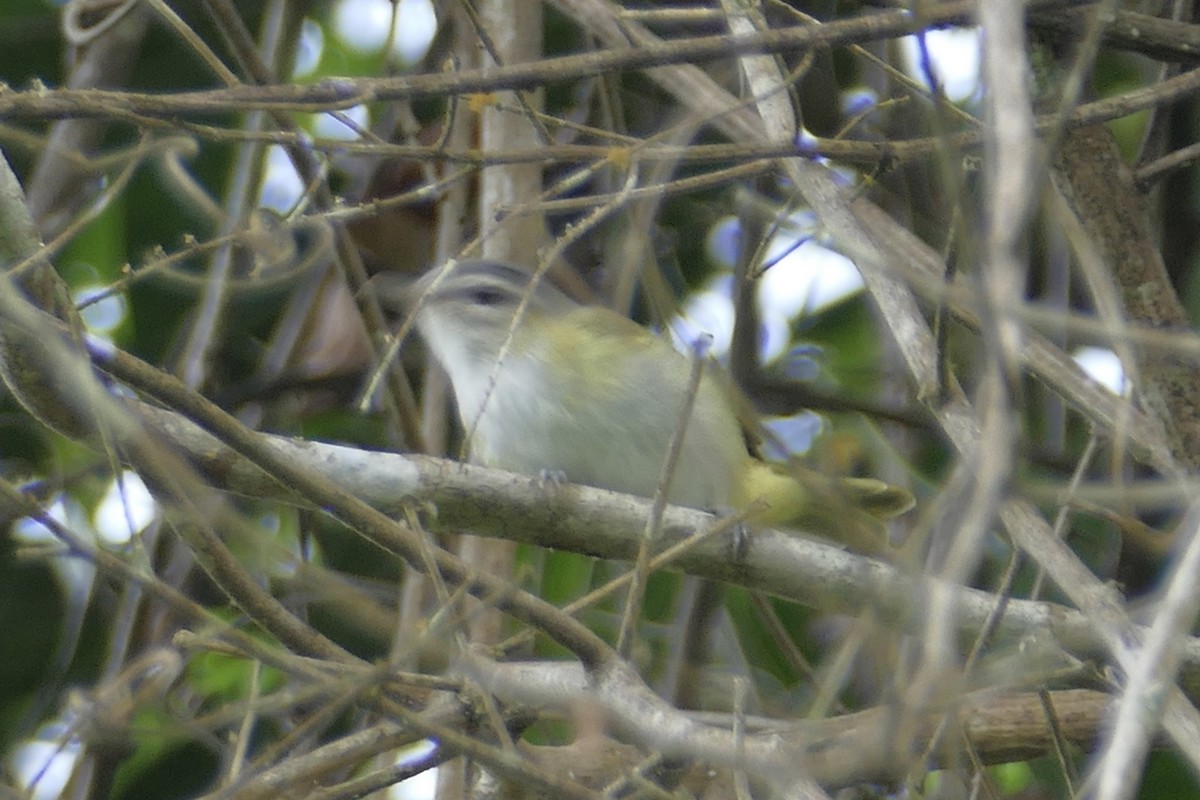 Red-eyed/Chivi Vireo - ML150896241