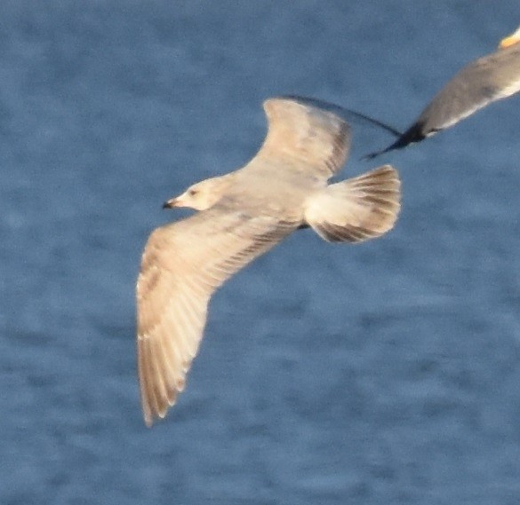 Iceland Gull (Thayer's) - Andy Bankert