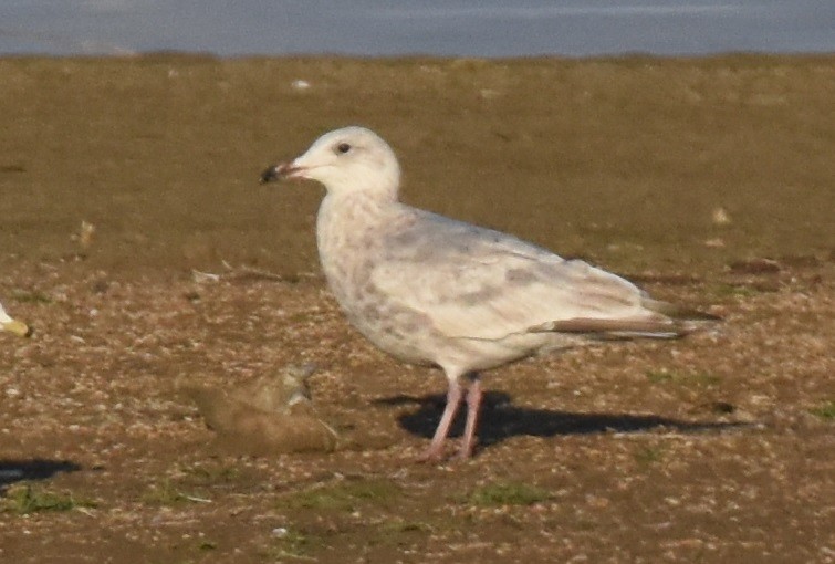 Iceland Gull (Thayer's) - Andy Bankert