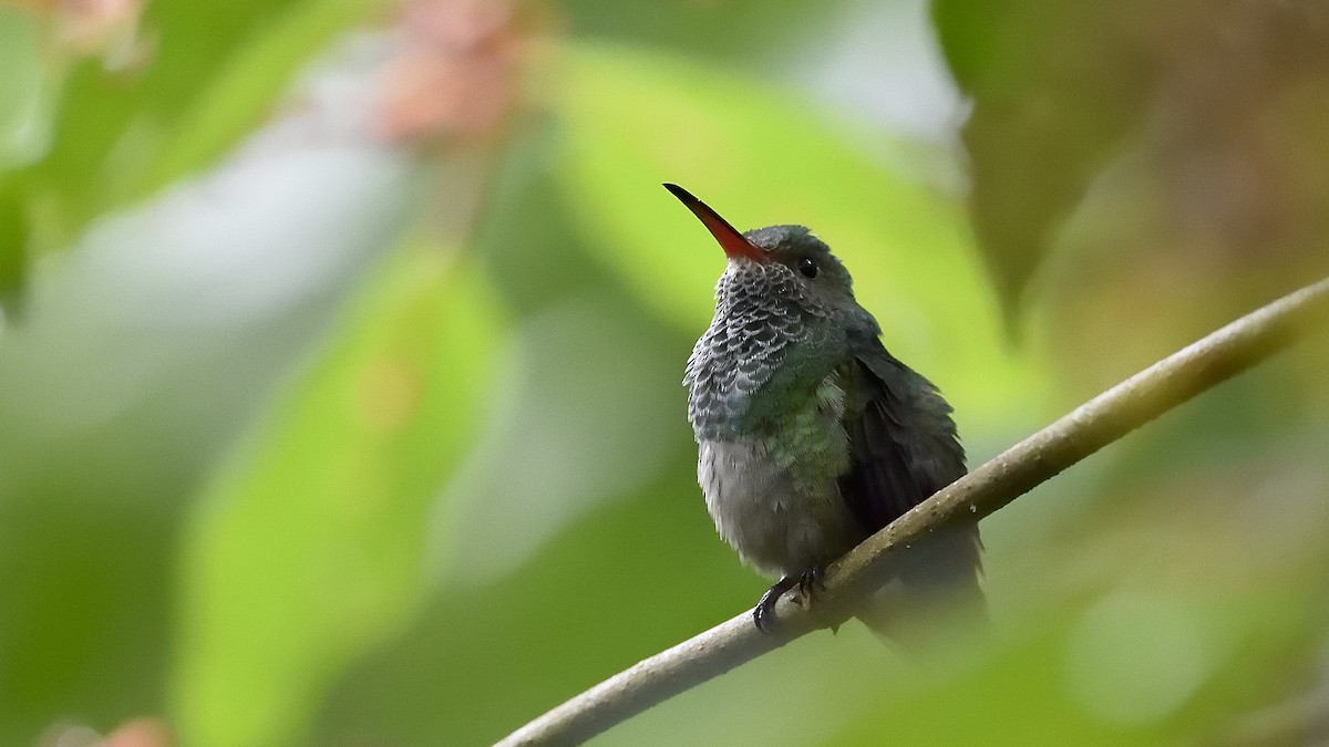 Rufous-tailed Hummingbird - ML150896671