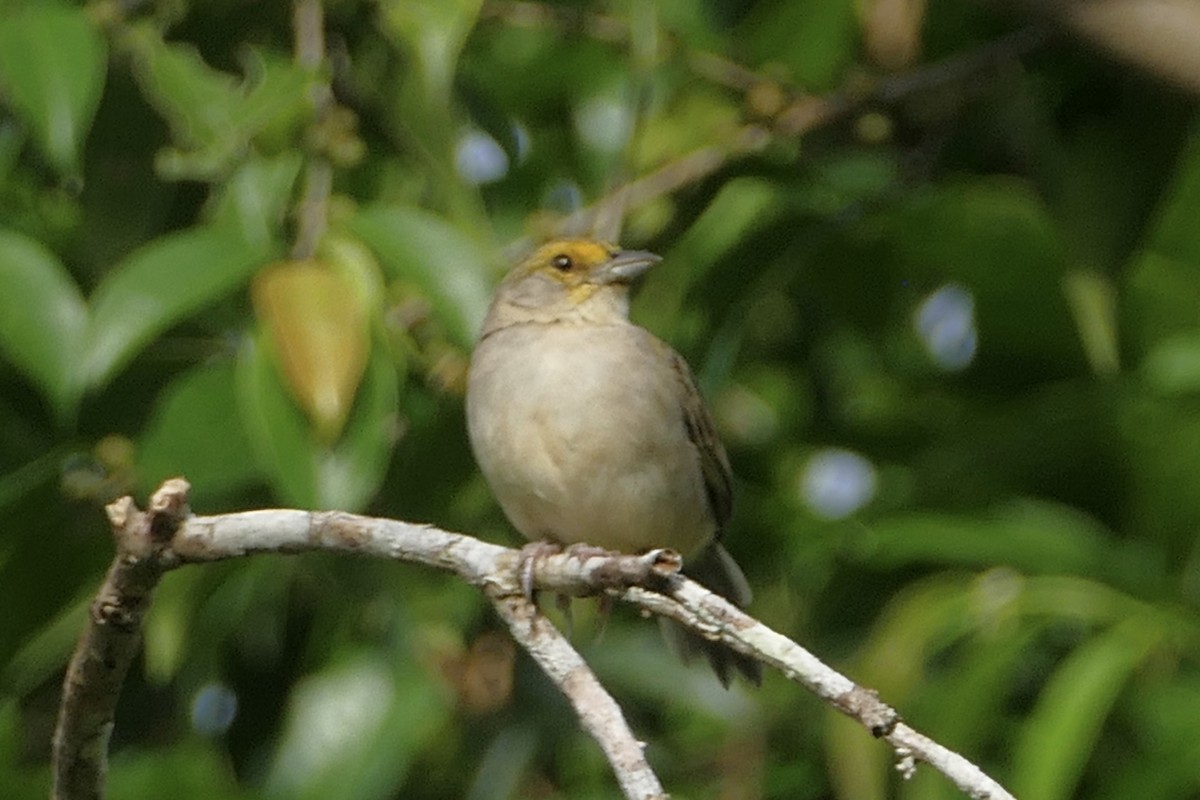 Yellow-browed Sparrow - ML150896991