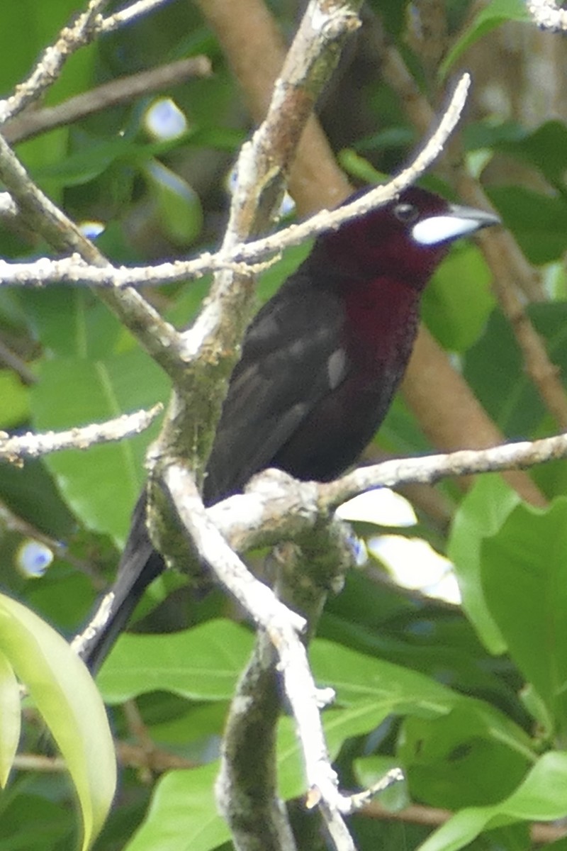 Silver-beaked Tanager - ML150897241