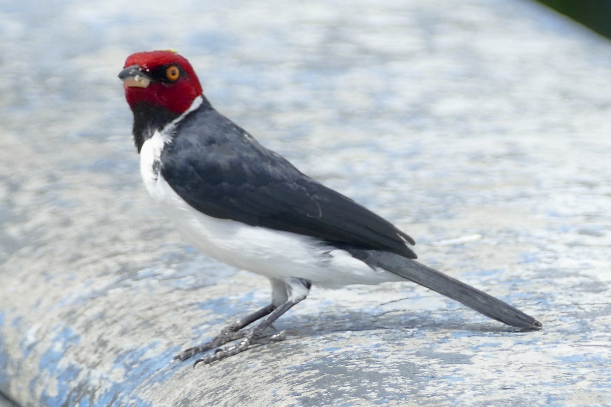Red-capped Cardinal - ML150898021