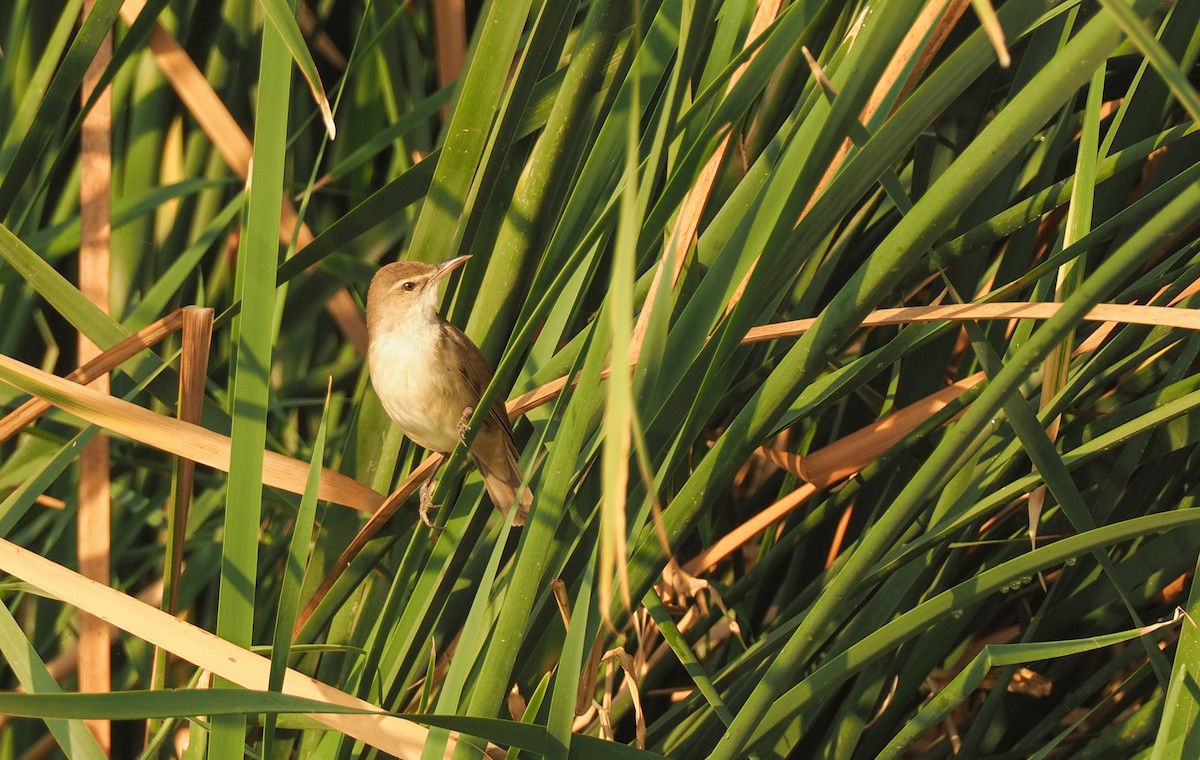 Clamorous Reed Warbler - Jessie Barry