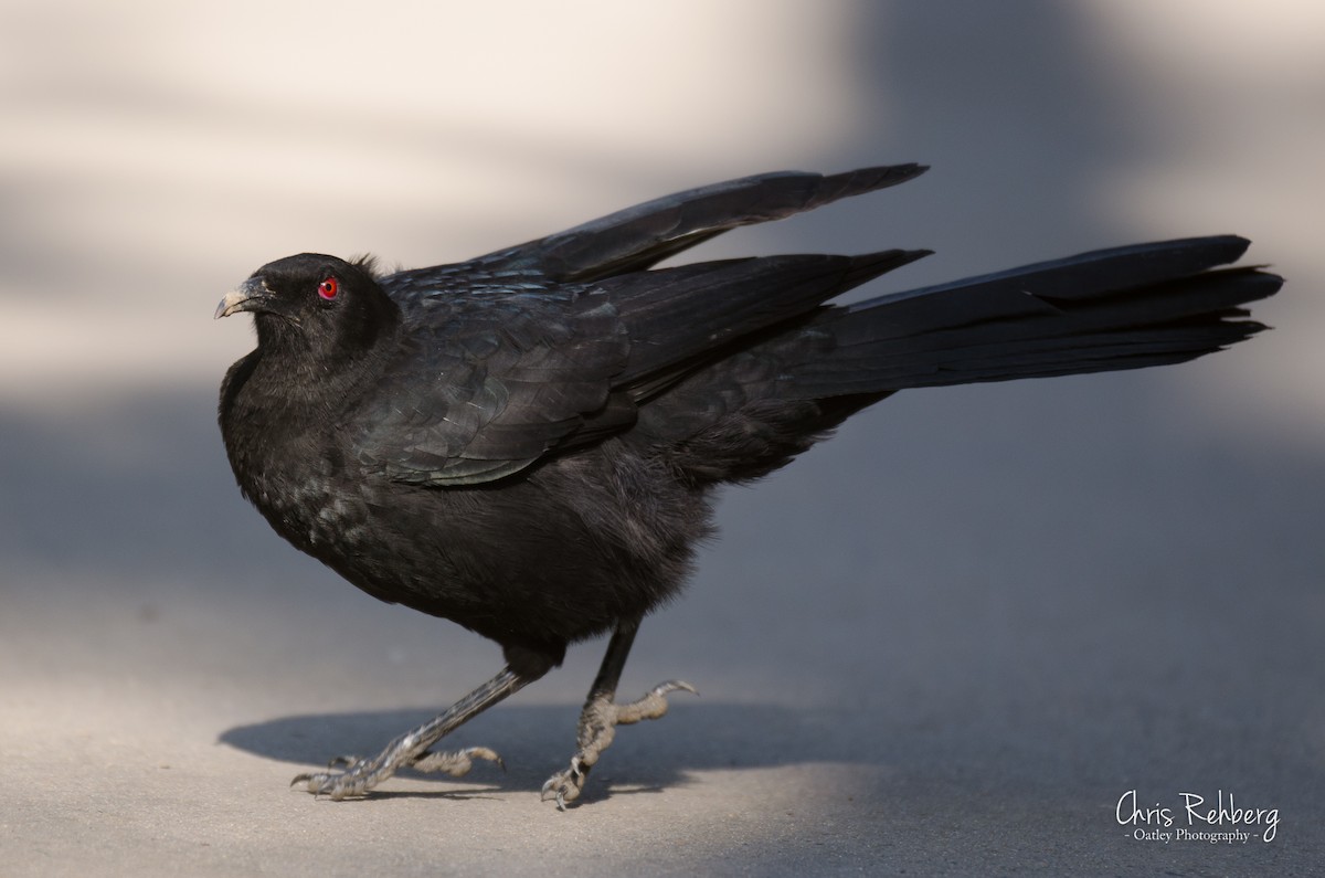 White-winged Chough - Chris Rehberg  | Sydney Birding