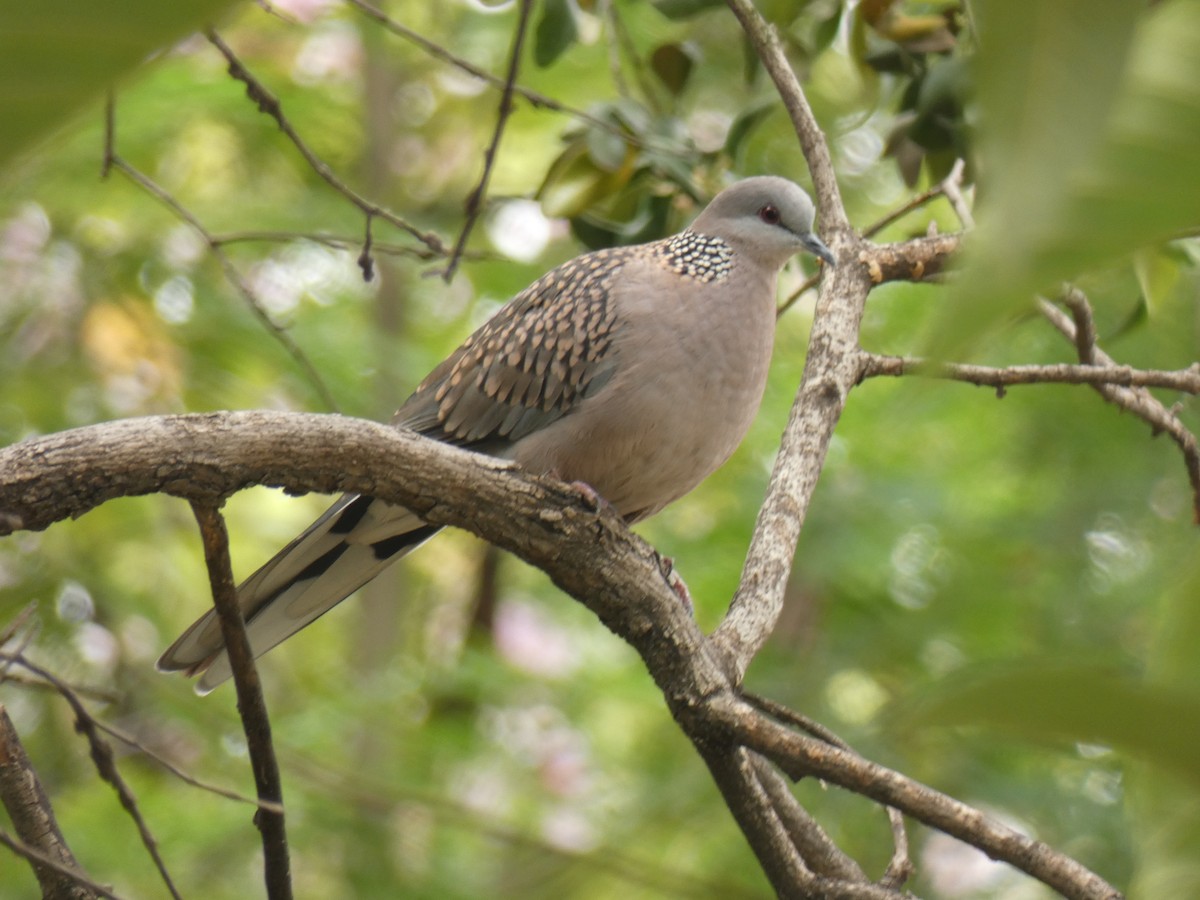 Spotted Dove - ML150901011