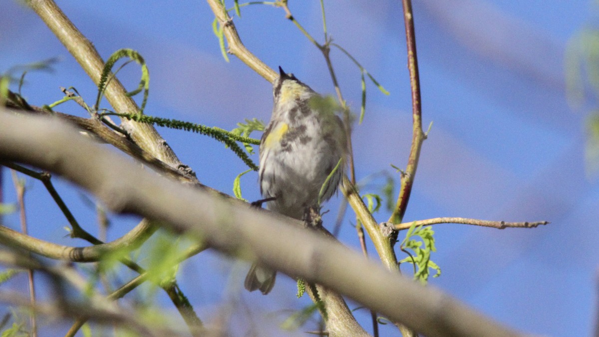 Yellow-rumped Warbler (Myrtle x Audubon's) - Sean Fitzgerald