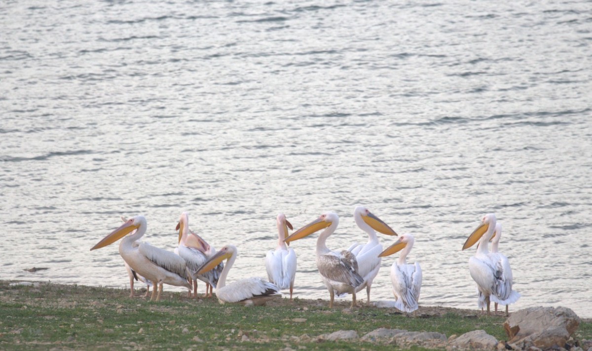 pelikán bílý - ML150901261