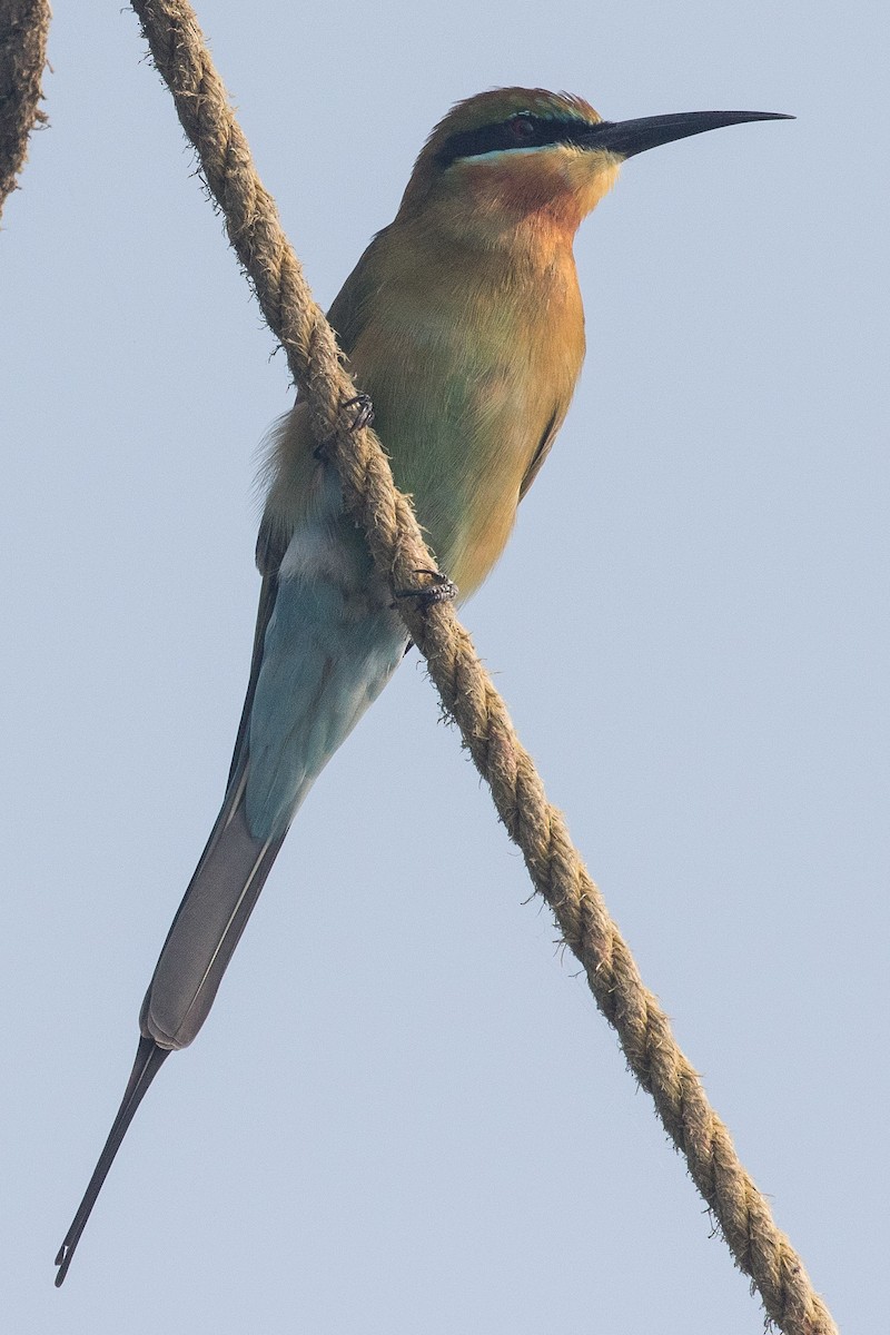 Blue-tailed Bee-eater - ML150903041