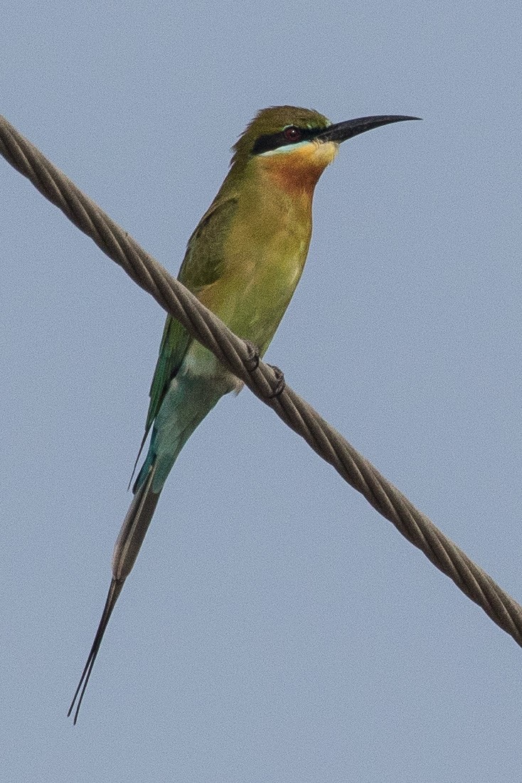 Blue-tailed Bee-eater - Eric VanderWerf