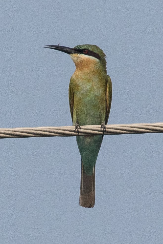 Blue-tailed Bee-eater - ML150903471