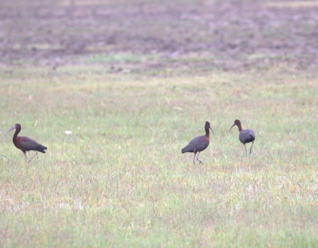 ibis hnědý - ML150904291