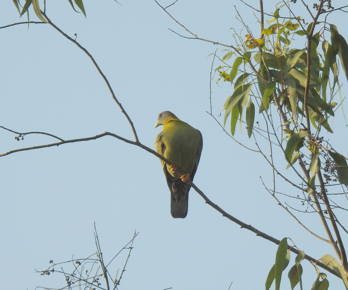 Yellow-footed Green-Pigeon - Shivaprakash Adavanne