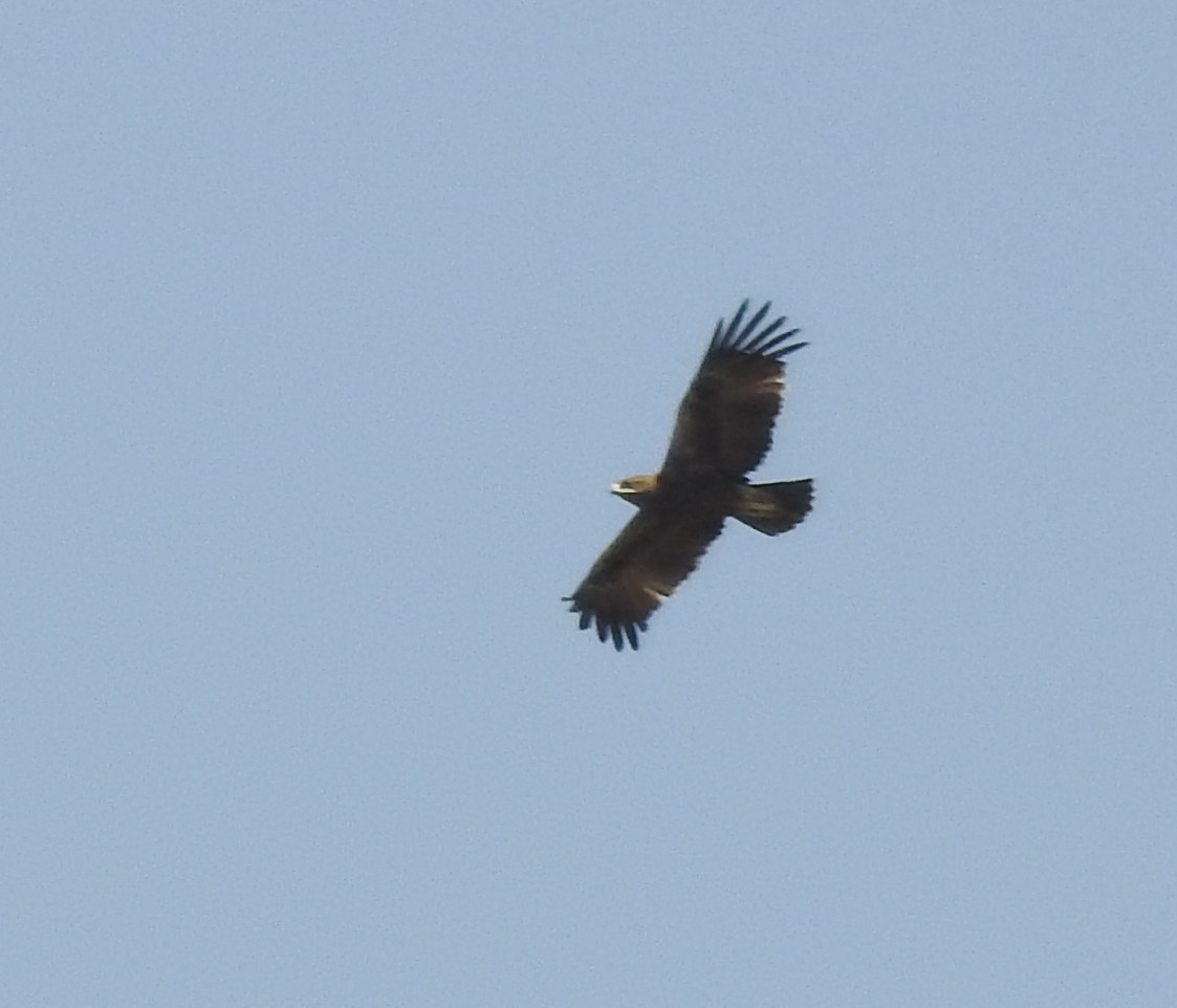 Indian Spotted Eagle - Shivaprakash Adavanne