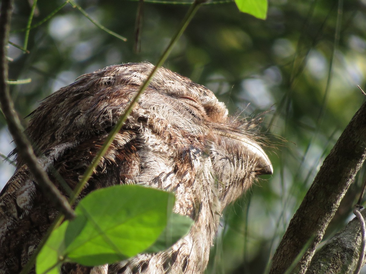 Tawny Frogmouth - Mike Bennett