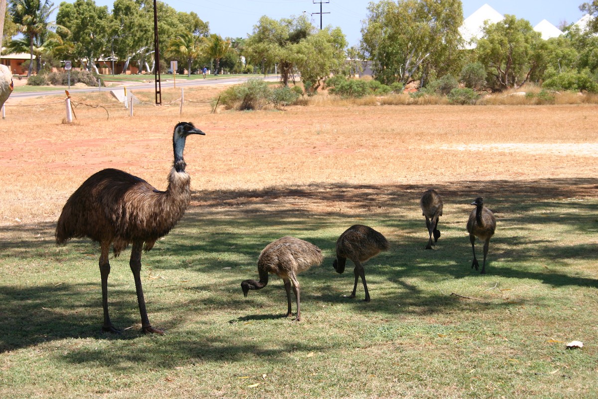 emu hnědý - ML150905341