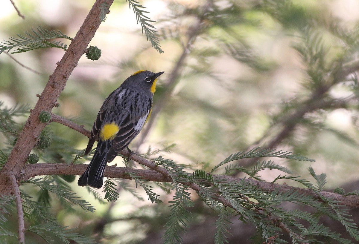 Yellow-rumped Warbler (Audubon's) - ML150905701