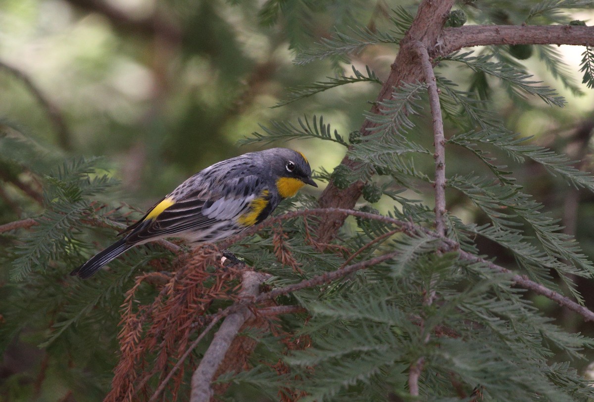 Yellow-rumped Warbler (Audubon's) - ML150905731