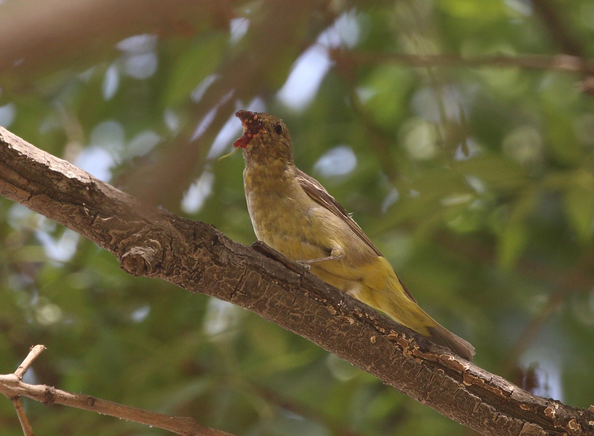 Western Tanager - ML150906191