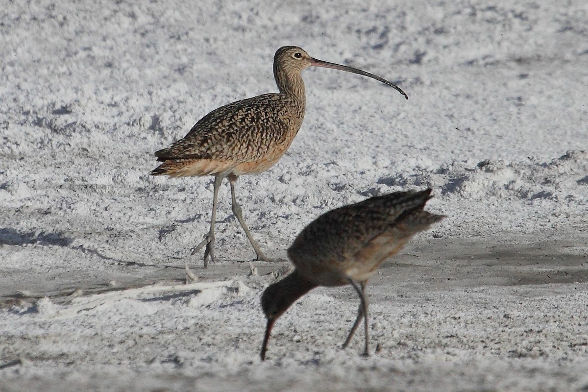 Long-billed Curlew - Rob Lowry