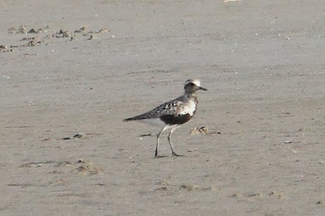 Black-bellied Plover - Rob Lowry