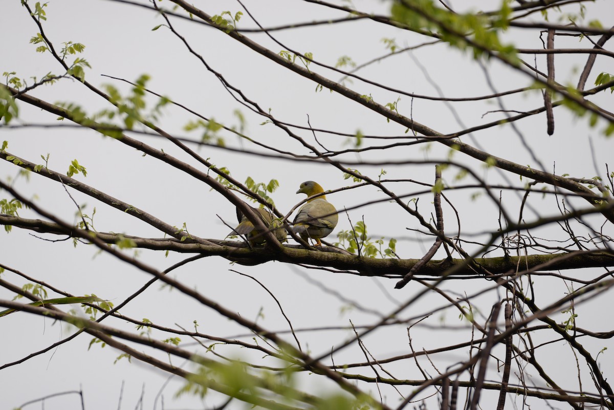 Yellow-footed Green-Pigeon - Devendra Kumar Maravi
