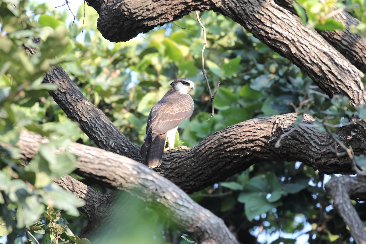Rufous-bellied Eagle - Tushar Tripathi