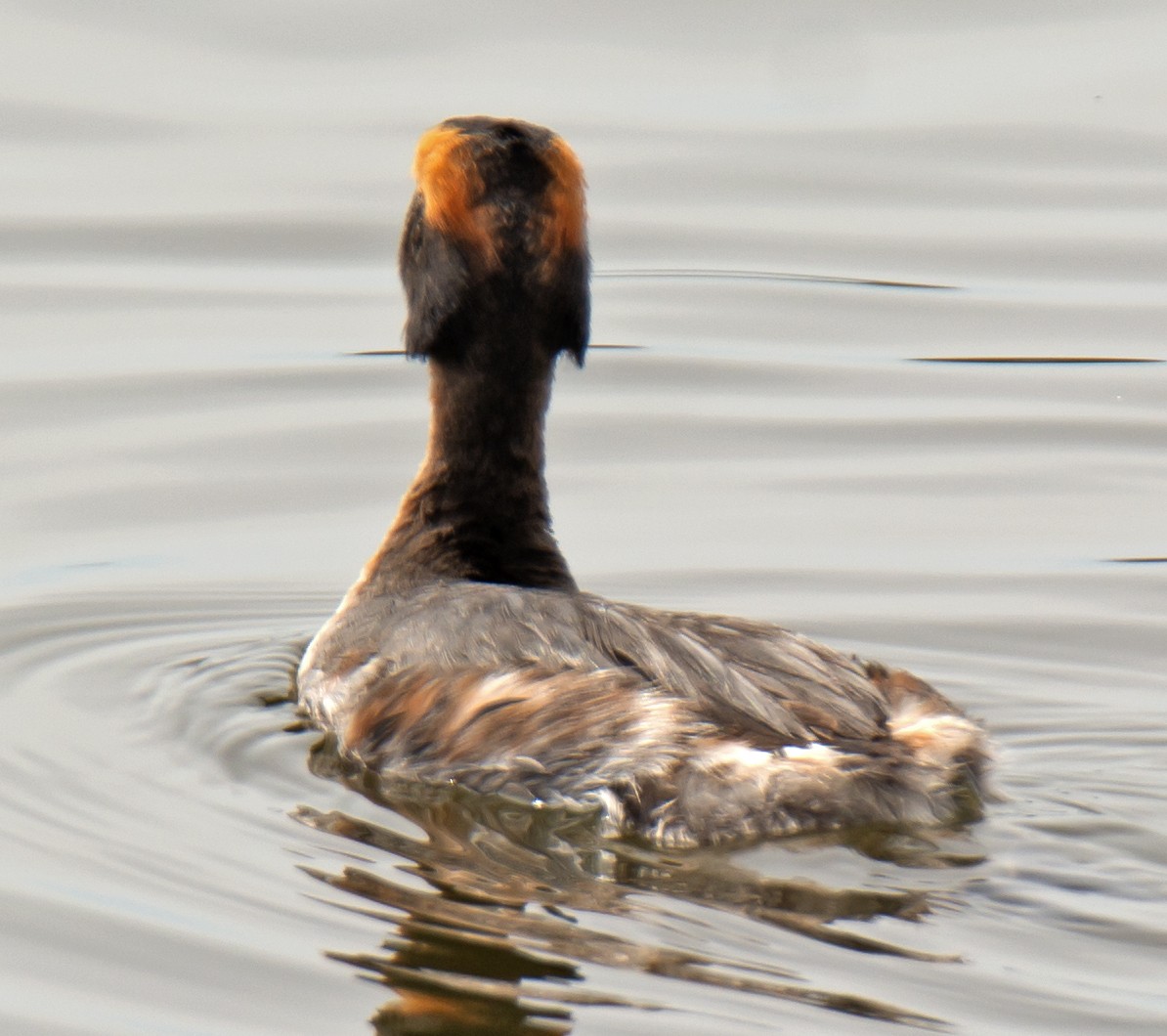 Horned Grebe - Jack and Shirley Foreman