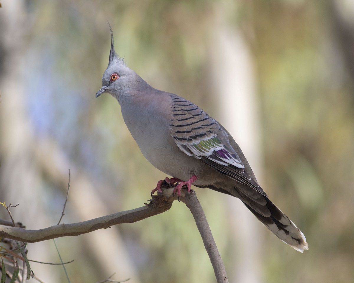 Crested Pigeon - ML150908601