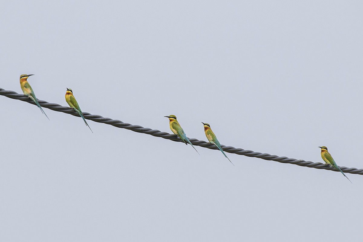 Blue-tailed Bee-eater - Matthew Kwan