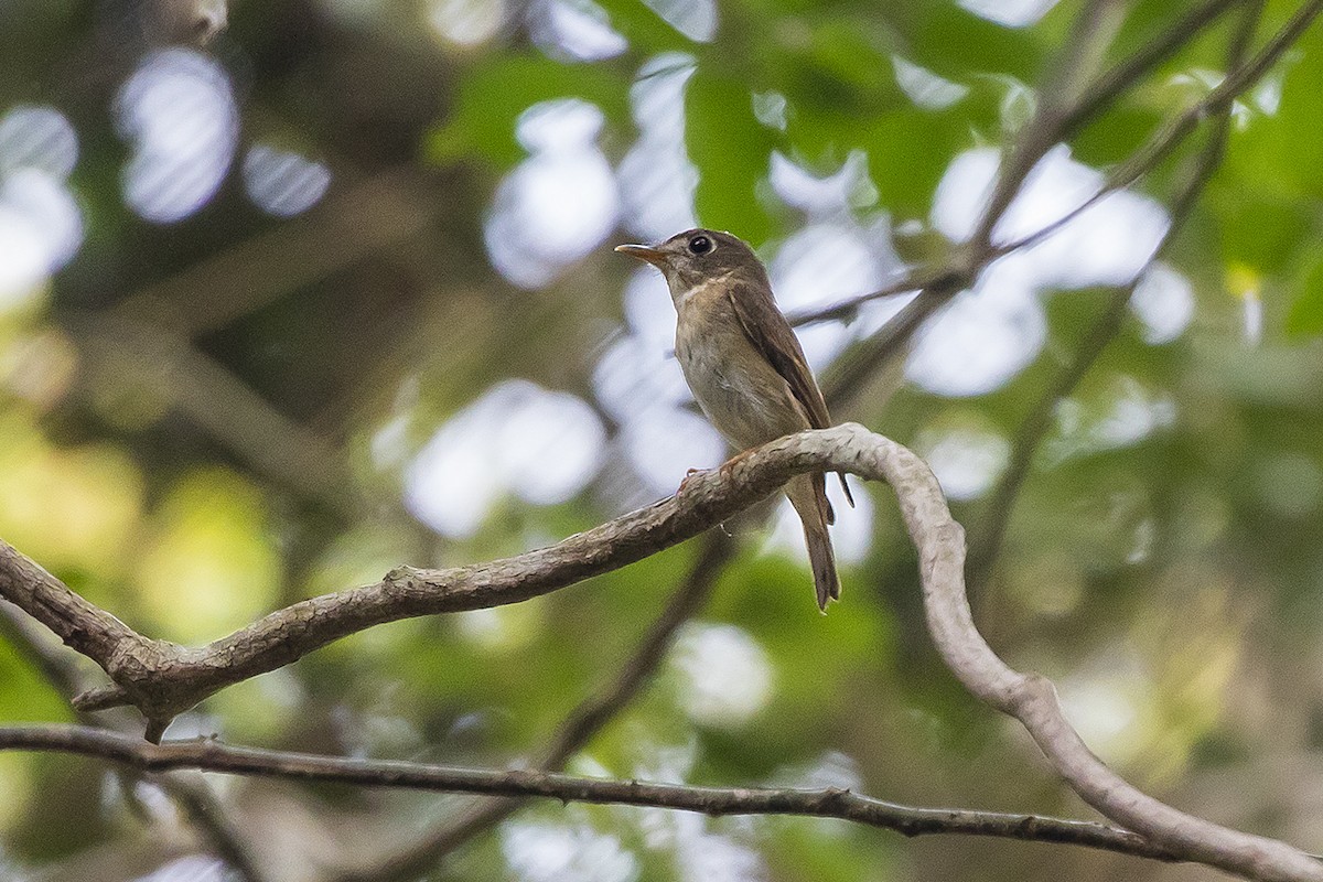 Brown-breasted Flycatcher - ML150912931