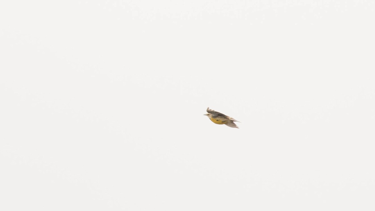 Eastern Meadowlark (Eastern) - ML150914091