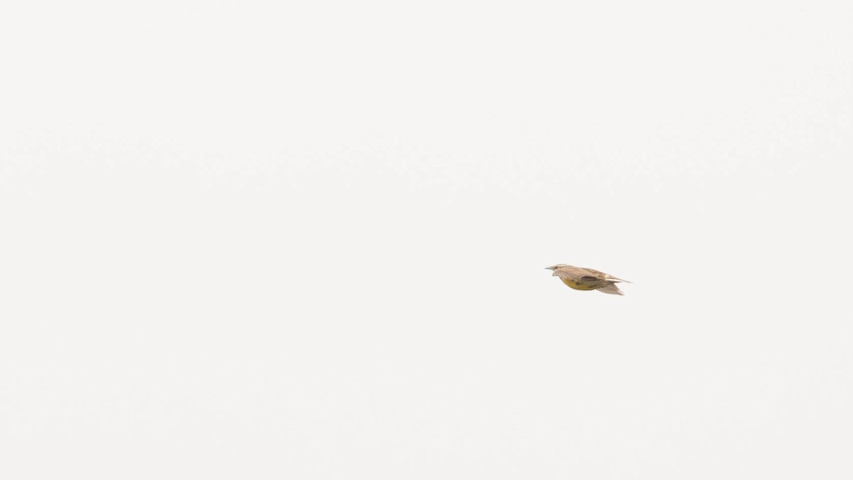 Eastern Meadowlark (Eastern) - ML150914101